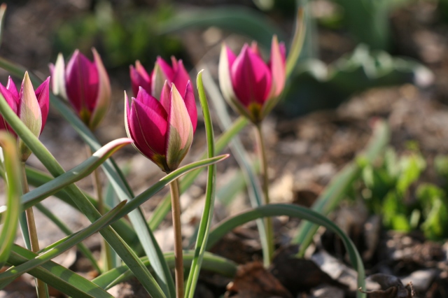 Tulipa humilis ’persian pearl’