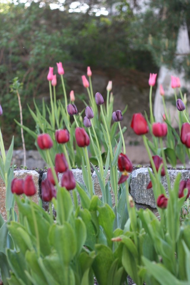 Tulipa 'Negrita', 'Queen of Night', 'Burgundy'