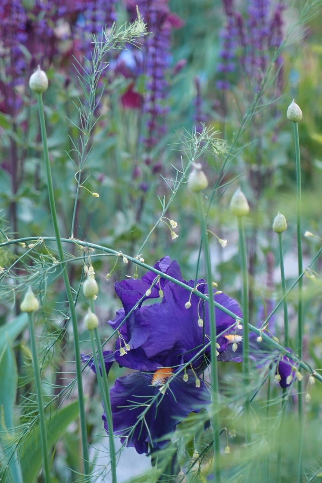  Iris germanica 'Tom Johnson', Allium sphaerocephalon, sparris ’Rambo’; Salvia Nemorosa ’Caradonna’, Iris Germanica ’Fortunate son’.