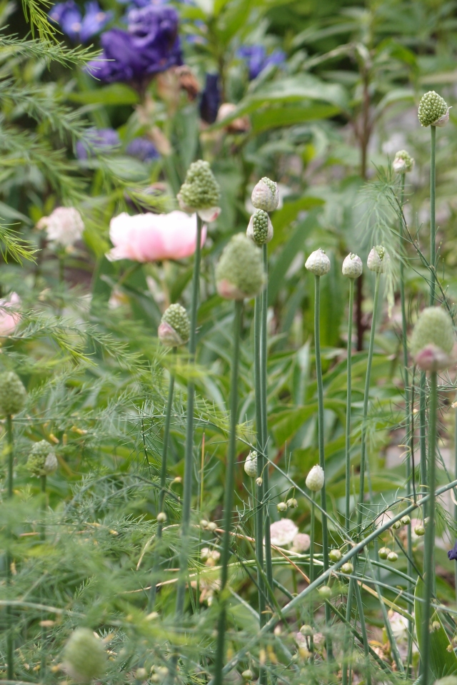 Allium sphaerocephalon, pion ’Catherine Fonteyn’, Iris Germanica ’Paul Black’.  Astrantia ’Buckland’.