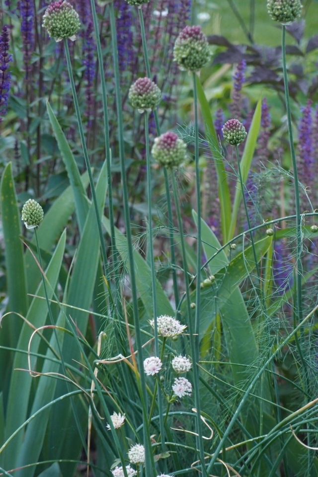 Allium sphaerocephalon, Iris germanica, Astrantia major ’Buckland’, Salvia ’Caradonna’.