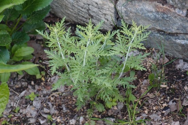Perovskia atricipifolia 'Filigran'